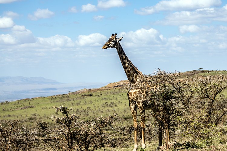 TZA ARU Ngorongoro 2016DEC23 063